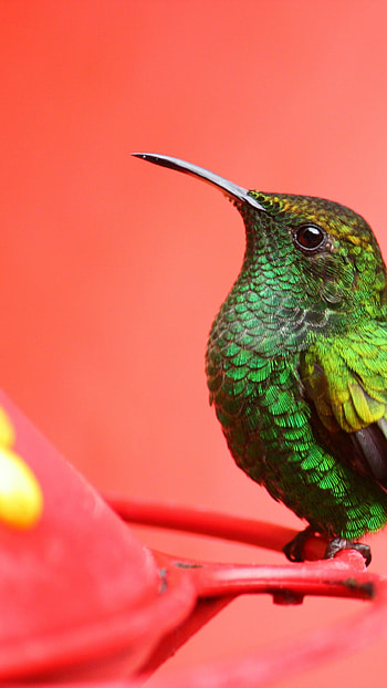 Bird , Tropical nature HD phone wallpaper