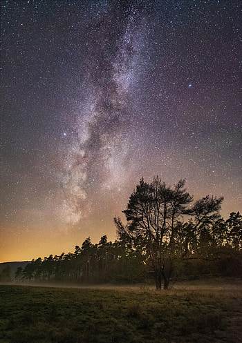 Nature, Trees, Stars, Night, Fog, Starry Sky HD phone wallpaper