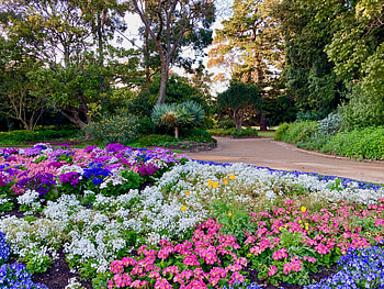 Spring Flowers, Flowers, Colour, Spring, Garden, Trees HD wallpaper