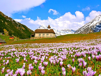 Wild Flowers, beautiful HD wallpaper