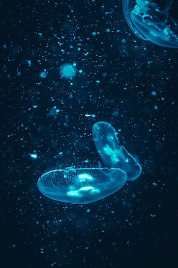 Close-up of a glowing jellyfish, showcasing bioluminescence in the dark ocean depths. HD phone wallpaper