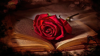 Book of Roses, book, love, flowers, romantic, red rose, vintage, Firefox Persona theme HD wallpaper