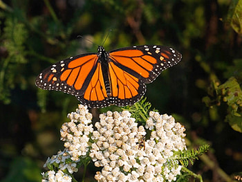 Monarch-Butterfly, monarch, beautiful, butterfly HD wallpaper