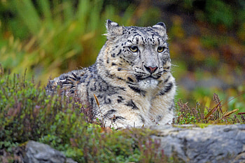 Animals, Snow Leopard, Predator, Big Cat, Stains, Spots, Sight, Opinion HD wallpaper
