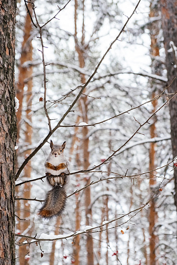 Animals, Squirrel, Wood, Tree, Branch, Nice, Sweetheart, Rodent HD phone wallpaper