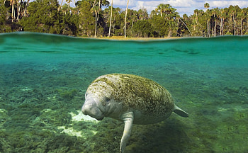 MANATEE, sea, cool HD wallpaper