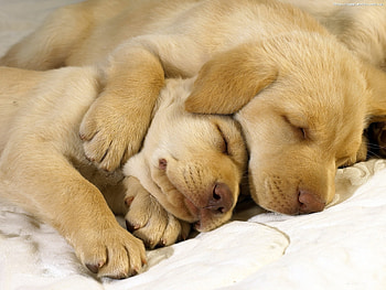 Animals, Dogs HD wallpaper