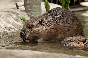 beaver , Cliparts library, for , Beaver PNG HD wallpaper