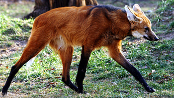 Animals, Grass, Fox, Stroll HD wallpaper