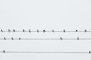Birds, Minimalism, Wires, Wire, Swallows HD wallpaper