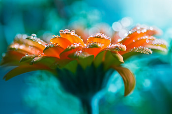 Daisy, Water, Flower, Lucid, Drops HD wallpaper