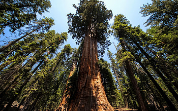 Redwood forest , Captivating views, Tranquil beauty, Scenic allure HD wallpaper
