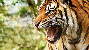 Animals, Grin, Muzzle, Big Cat, Tiger, Anger HD wallpaper