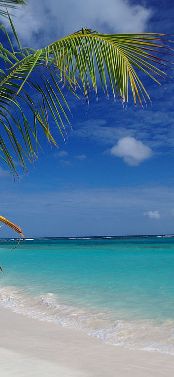 Flamenco Beach, Palms, Culebra Island, Puerto Rico HD phone wallpaper