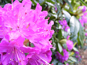 Pink Flowers, pink, nature, flower HD wallpaper