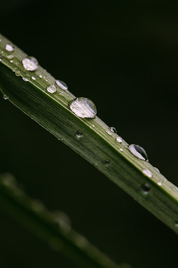 Nature, Leaves, Drops, Macro, Stem, Stalk HD phone wallpaper