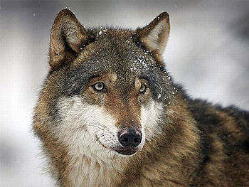 Wild Wolf, cool, wild, wolf HD wallpaper