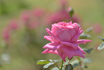 Pink rose, Bud, Pink, Flower, Rose HD wallpaper