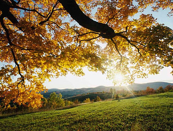 fall, autaum, leaves, nice, tree HD wallpaper