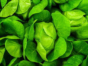 Close-up of fresh, vibrant green lettuce leaves with water droplets. Perfect for healthy eating concepts. HD wallpaper