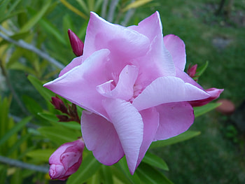 Plants, Flowers HD wallpaper