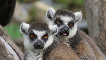 Ring-tailed lemur, Safari adventure, Lemur behavior, Wildlife graphy HD wallpaper