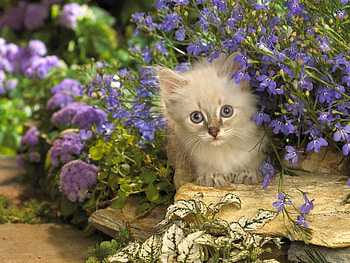 Animals, Cats HD wallpaper