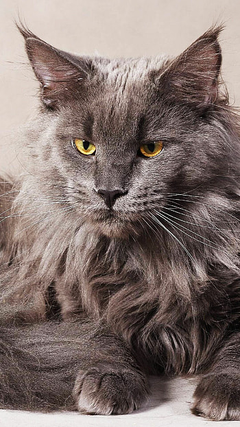 Maine Coon royalty, Stunning backgrounds, Captivating poses, Furry companions HD phone wallpaper