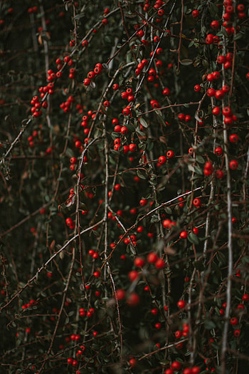 Nature, Berries, Bush, Branches, Pyracantha, Piracanta HD phone wallpaper