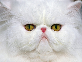 Animals, Cat, Muzzle, Persian HD wallpaper