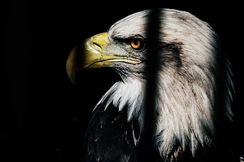 Close-up side view of a bald eagle with a striking black background. Perfect for wildlife themes. HD wallpaper