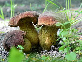 FAIRY LANE, enchanted forest, toadstools, fairies, grass, forest floor, mushrooms, fungus HD wallpaper