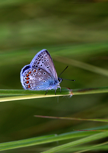 Beautiful, Butterfly, wings, close up HD phone wallpaper