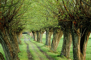 PATH THRU A LANE, lane, graphy, pretty, path, green, trees, nature, grass HD wallpaper