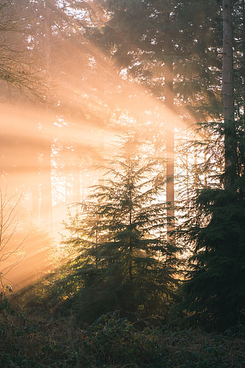 Nature, Sun, Pine, Shine, Light, Beams, Rays, Forest HD phone wallpaper