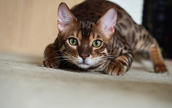 Sneaky cat , Mysterious and playful, Captivating animal , Intrigue and charm HD wallpaper