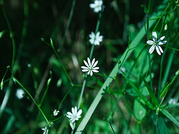 Flowers, nature HD wallpaper