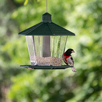 Animals, Bird, Blur, Smooth, Trough, Feeder HD phone wallpaper