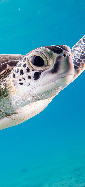 Captivating creature, Majestic turtle, Nature's marvel, Animal wonder HD phone wallpaper