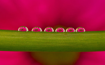 Background, Drops, Plant, Macro, Dew HD wallpaper