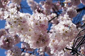 Flowers, Sky, Close-Up, Branches, Bloom, Flowering, Spring HD wallpaper