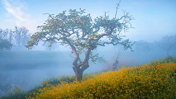 Foggy morning with spring colours and blooming trees in The Netherlands, wildflowers, landscape, sky, misty HD wallpaper