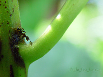 Fourmis Une fourmi, fourmis-une-fourmi HD wallpaper
