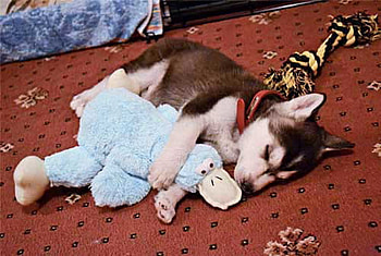 MY PLATYPUS, platypus, toy, puppy, asleep HD wallpaper
