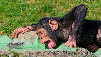 Animals, Food, Monkey, Drink, Thirst HD wallpaper