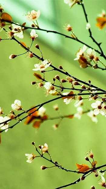 May Background, Green, Nature HD phone wallpaper