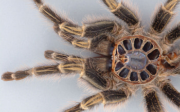 Jumping spider , Animal graphy, Spider close-ups, Spider's leap HD wallpaper