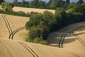 Natural carpet, shadows, tramlines, fields, hedges, nature, evening, places, countryside HD wallpaper