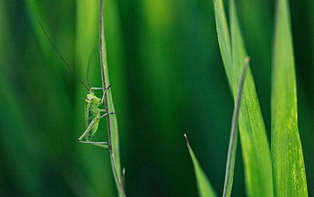 Grass, Macro, Mustache, Moustache, Grasshopper HD wallpaper