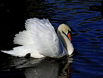 Swan Song, waves, swan, beautiful, water, graceful HD wallpaper